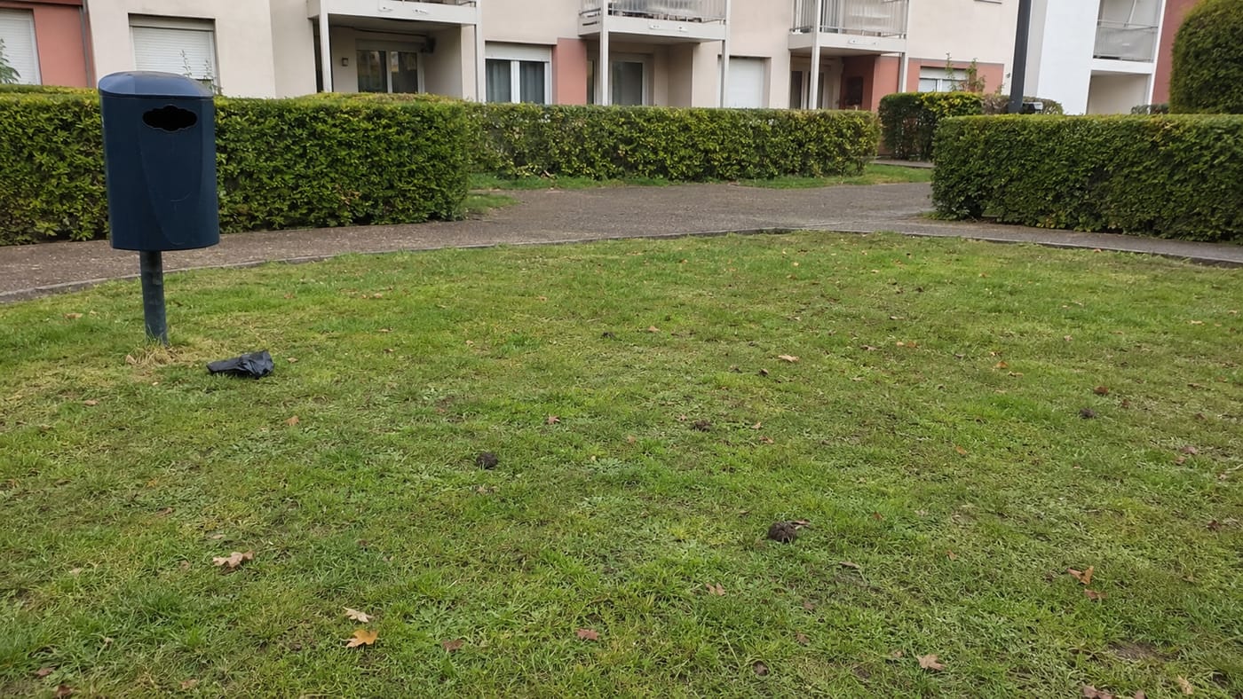 Pelouse d'une résidence avant intervention, parsemée de déjections canines