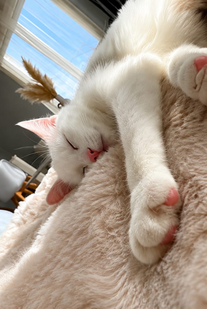 Un chat serein chez lui, litière entretenue