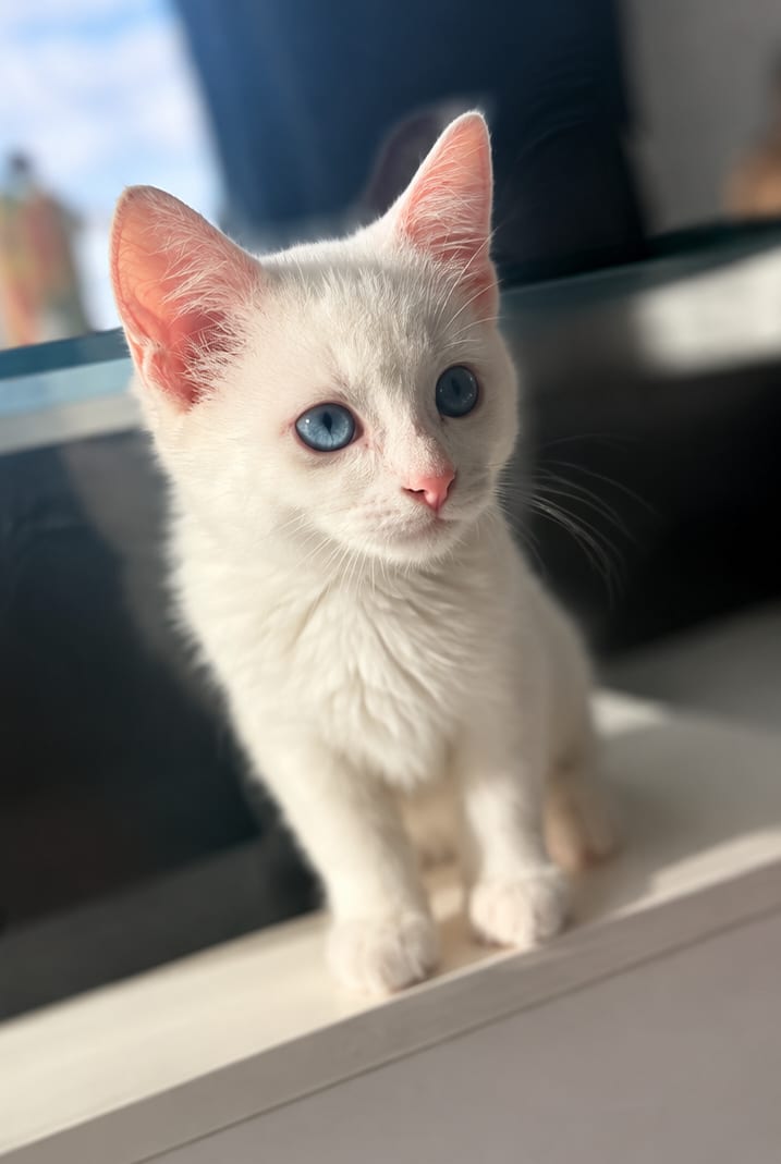 Un chat auprès de sa litière propre après le passage Nettalya
